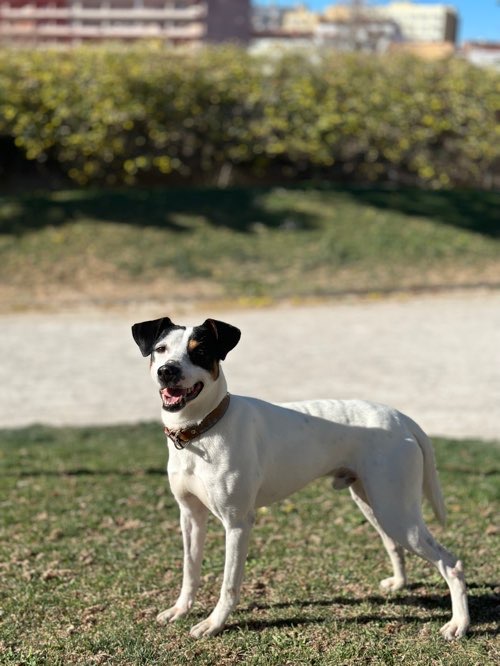 Foto de Parques en Friendog