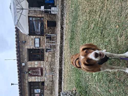 Foto de Restaurantes en Friendog