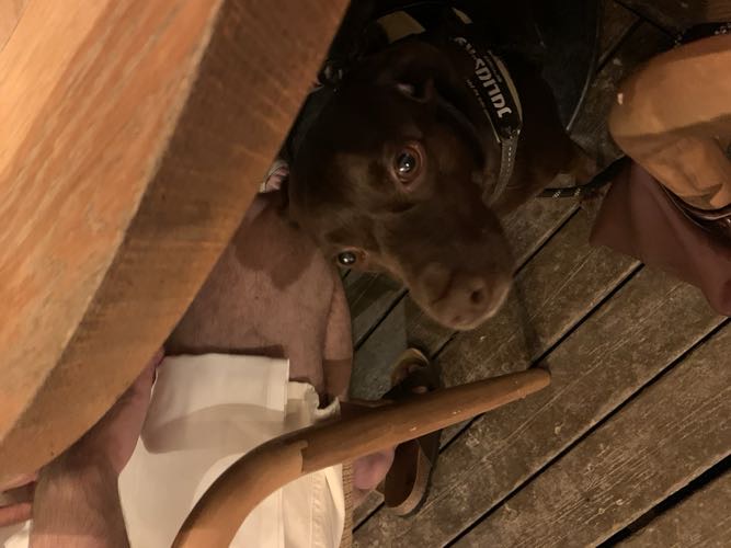 Foto de Restaurantes en Friendog