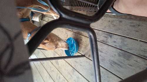 Foto de Restaurantes en Friendog