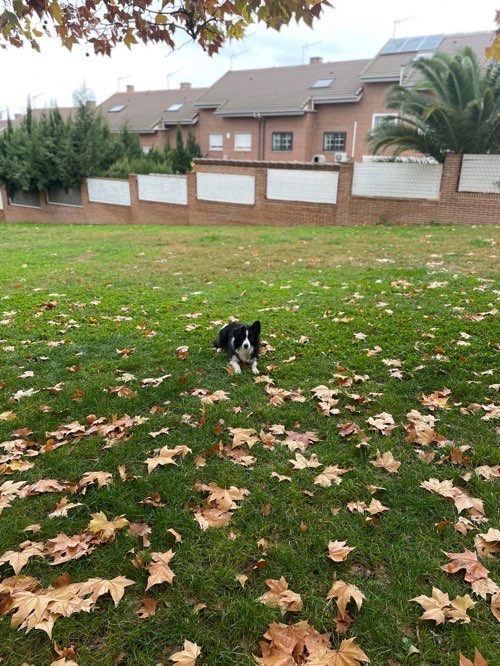 Foto de Parques en Friendog
