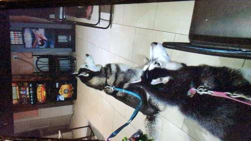 Foto de Cafetería en Friendog