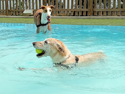 Foto de Piscina en Friendog