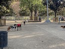 Foto de Pipican en Friendog