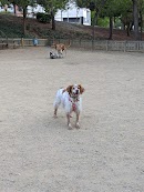 Foto de Pipican en Friendog