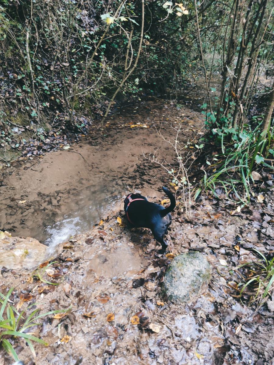 Foto de Rutas en Friendog