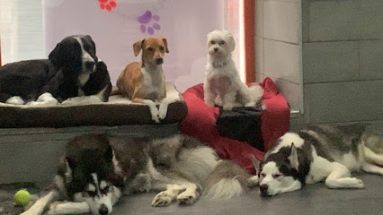 Foto de Guardería canina en Friendog