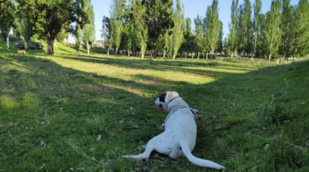 Foto de Pipican en Friendog