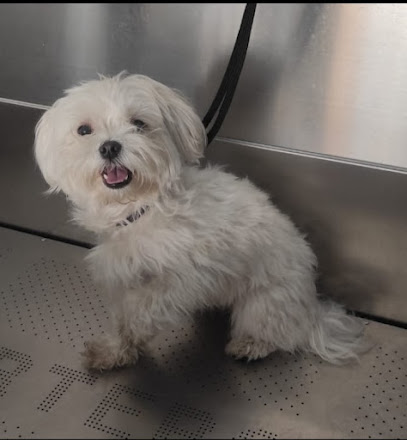 Foto de Peluquerías en Friendog
