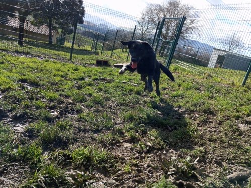 Foto de Hoteles dog-friendly en Friendog