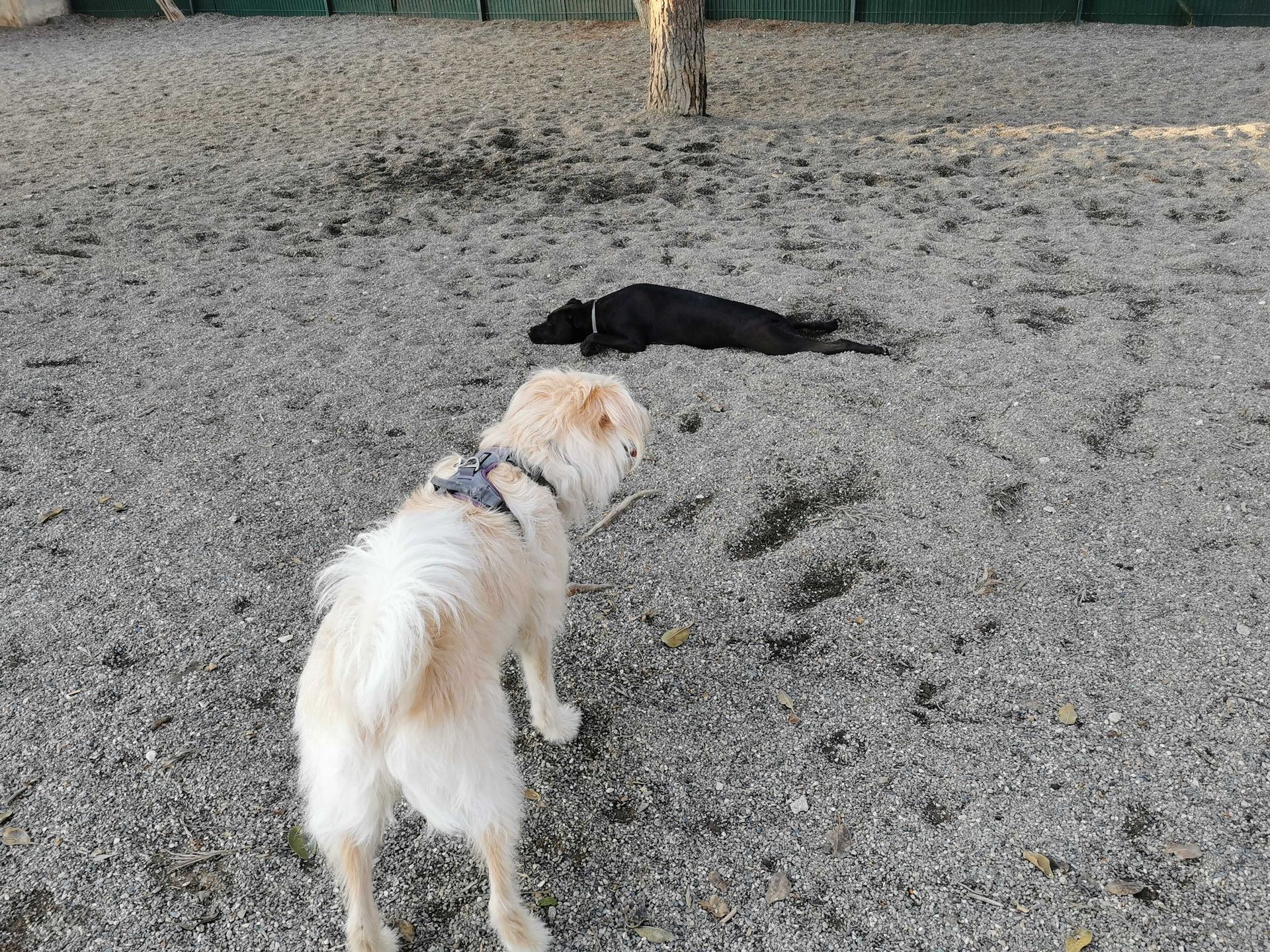 Foto de Pipican en Friendog