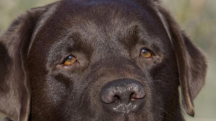 Foto de Veterinarios en Friendog