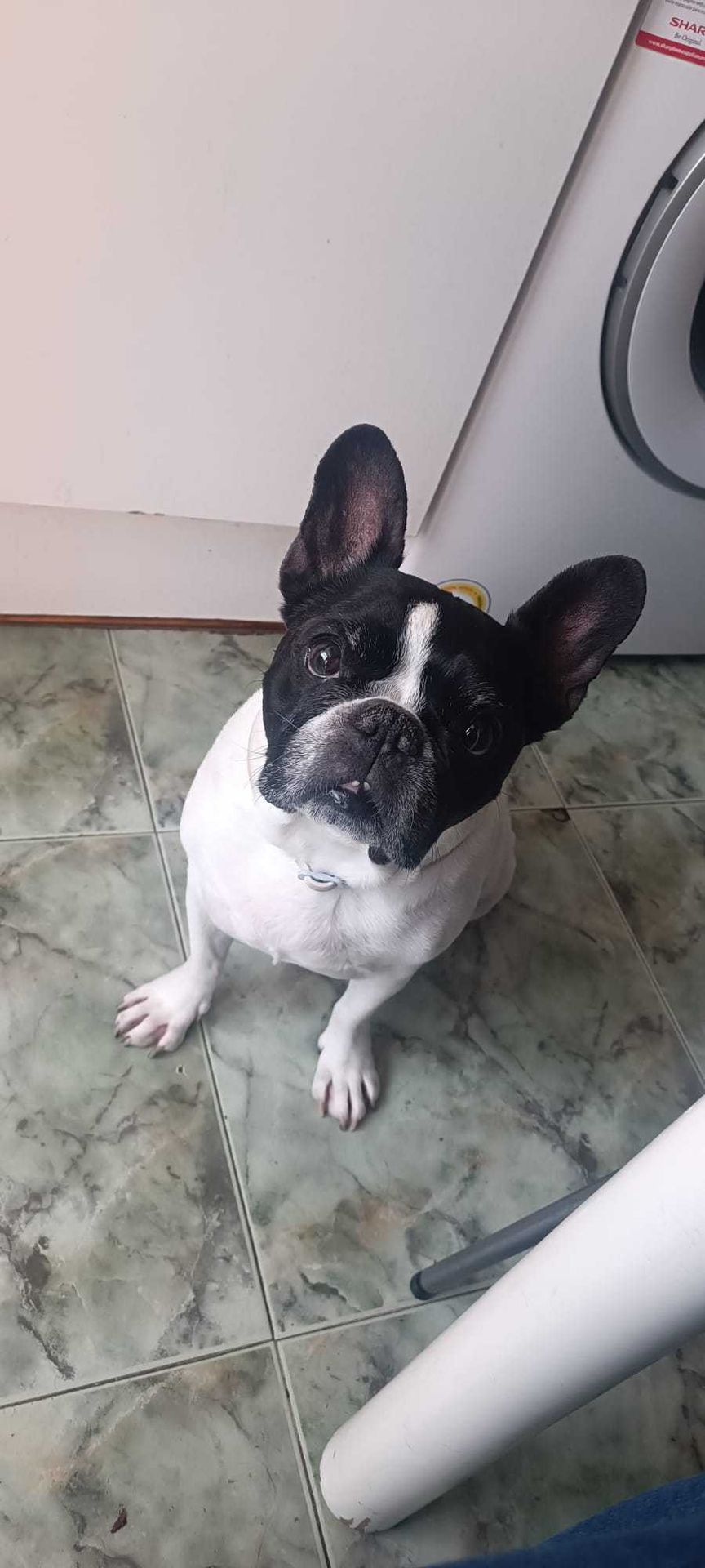 Foto de Guardería canina en Friendog