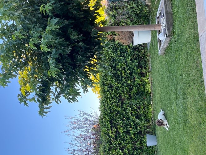 Foto de Guardería canina en Friendog