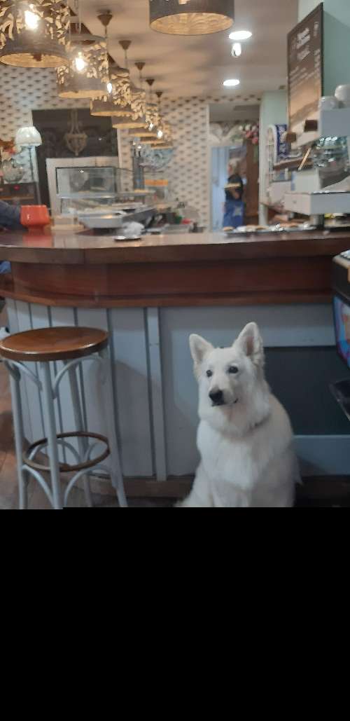 Foto de Restaurantes en Friendog
