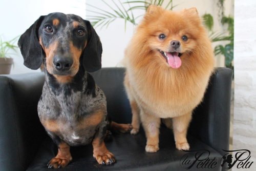 Foto de Veterinarios en Friendog