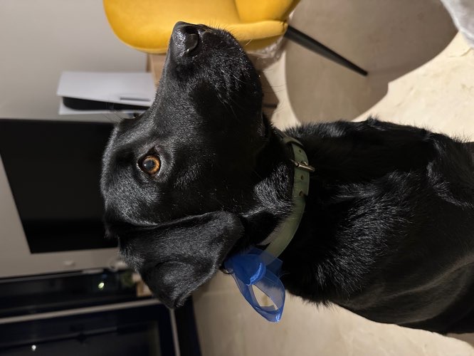 Foto de Peluquerías en Friendog