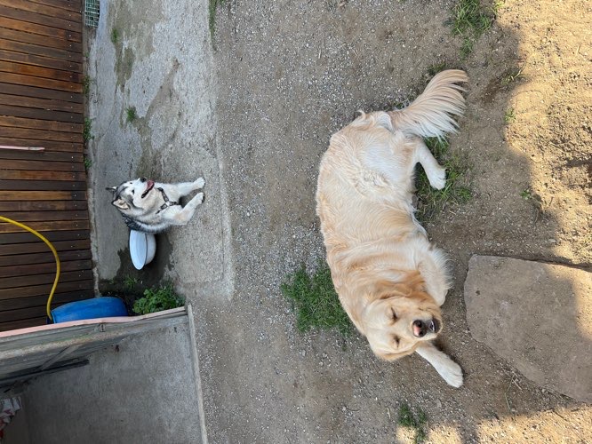 Foto de Guardería canina en Friendog