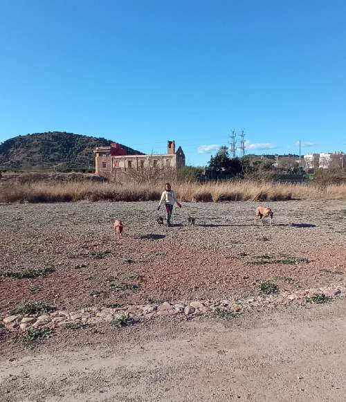 Foto de Guardería canina en Friendog
