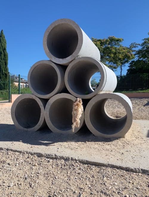 Foto de Pipican en Friendog