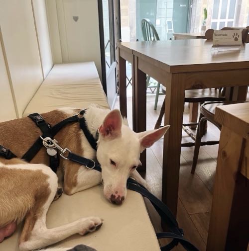 Foto de Restaurantes en Friendog