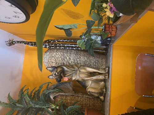 Foto de Cafetería en Friendog