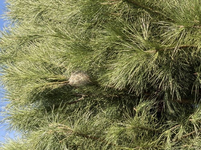 Foto de Otros. en Friendog