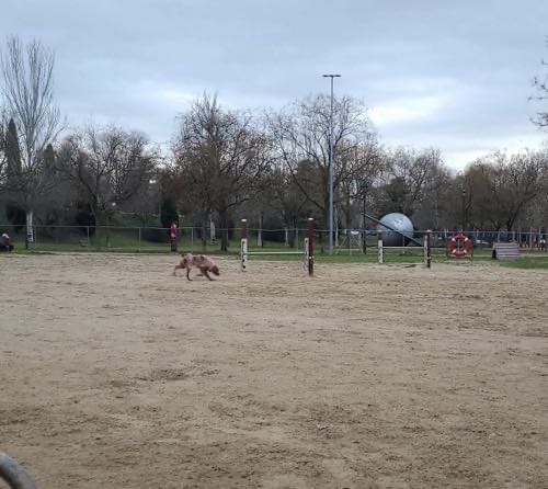 Foto de Pipican en Friendog