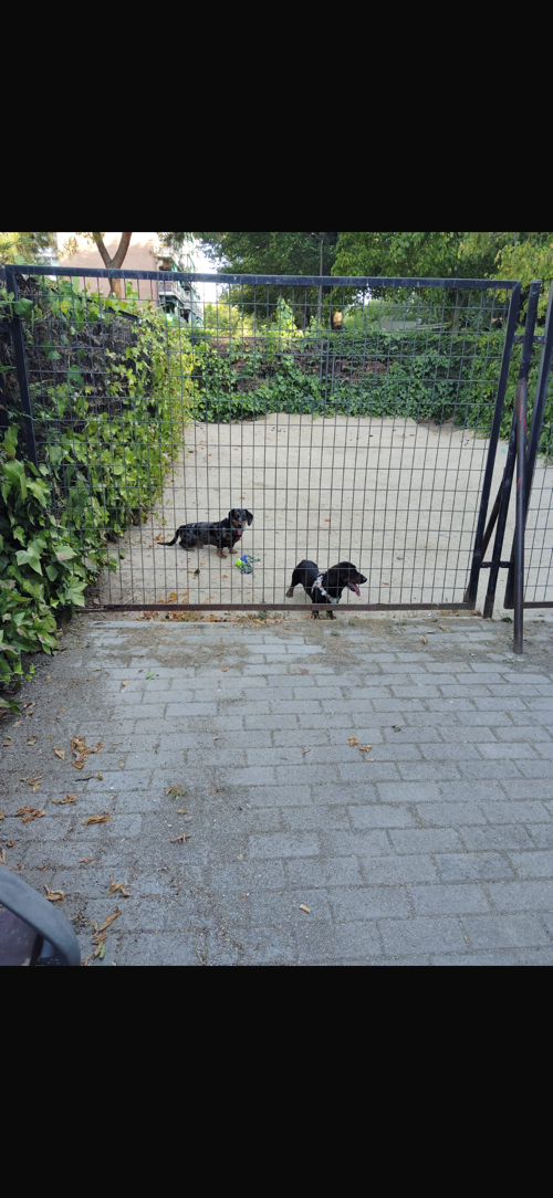 Foto de Pipican en Friendog