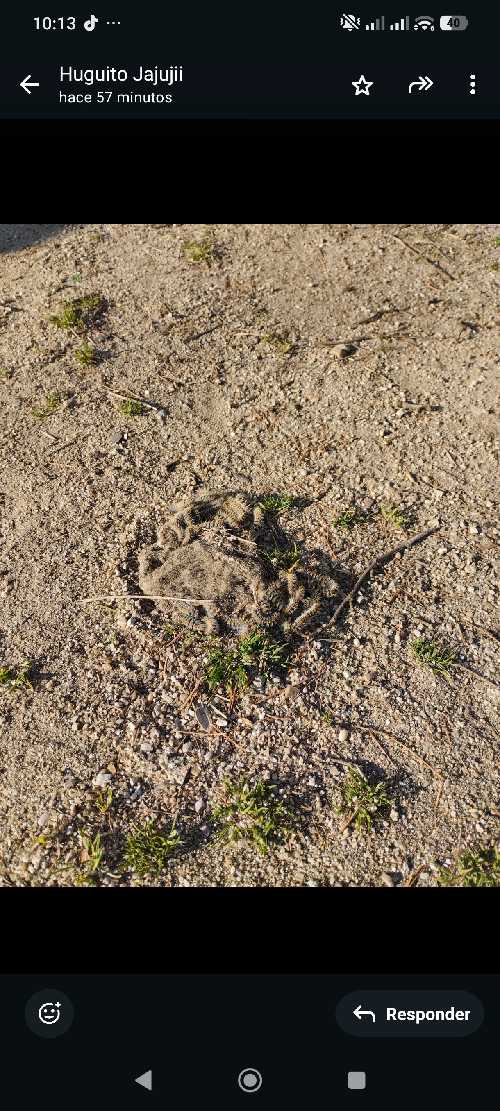 Foto de Pipican en Friendog