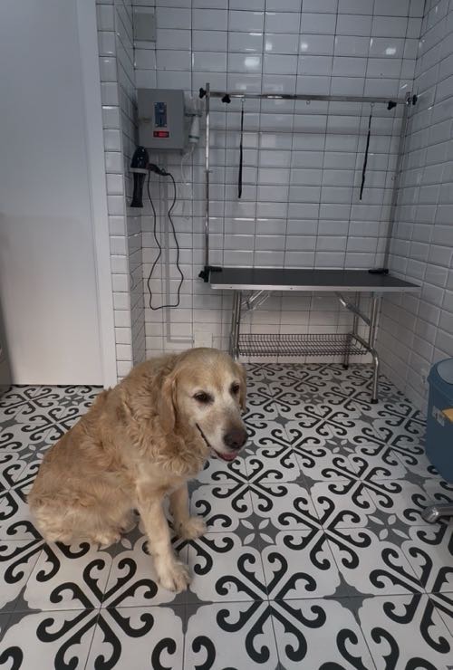 Foto de Autolavados de perros en Friendog