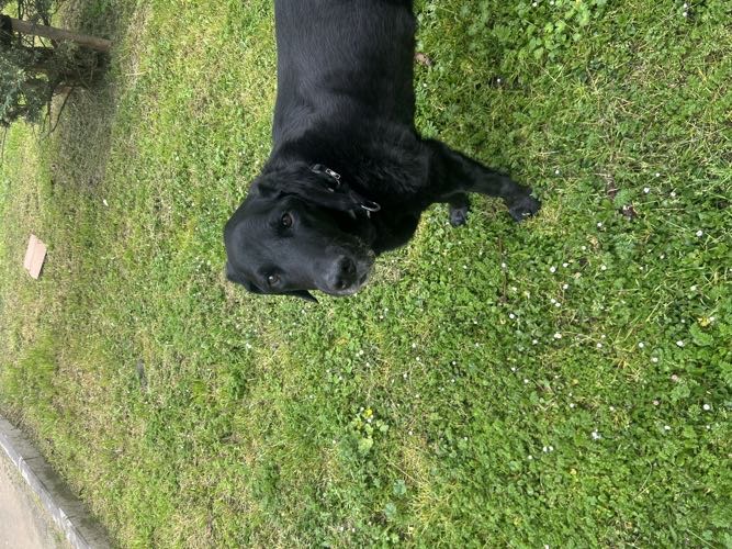 Foto de Autolavados de perros en Friendog