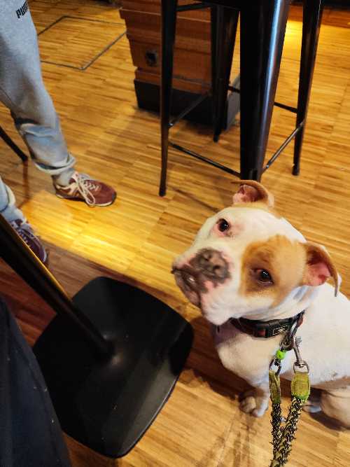 Foto de Restaurantes en Friendog