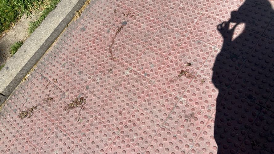 Foto de Otros. en Friendog