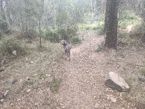 Foto de Rutas en Friendog
