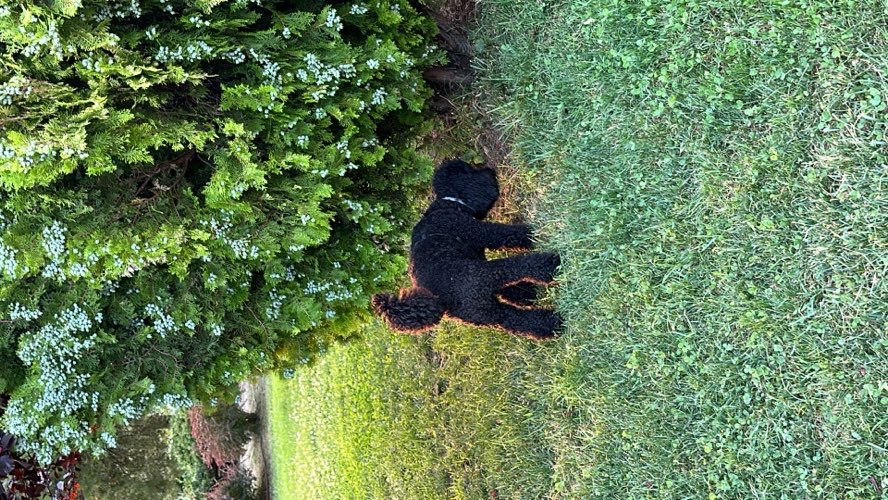 Foto de Parques en Friendog