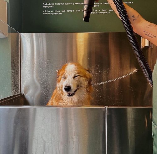 Foto de Autolavados de perros en Friendog