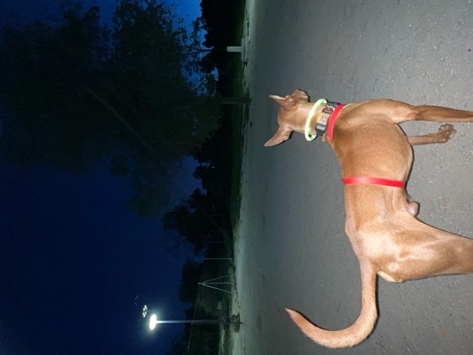 Foto de Pipican en Friendog