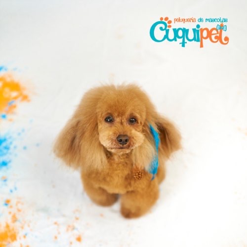 Foto de Peluquerías en Friendog