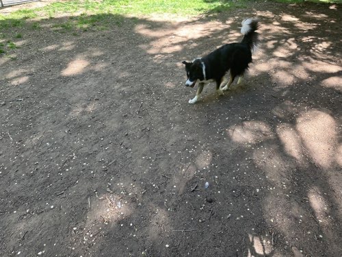 Foto de Pipican en Friendog