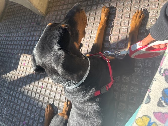 Foto de Cafetería en Friendog