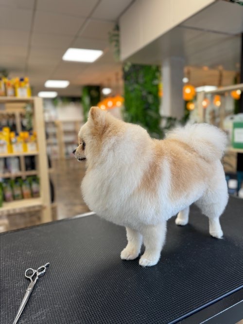 Foto de Peluquerías en Friendog