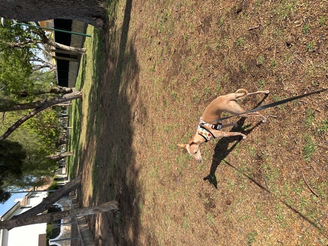 Foto de Parques en Friendog