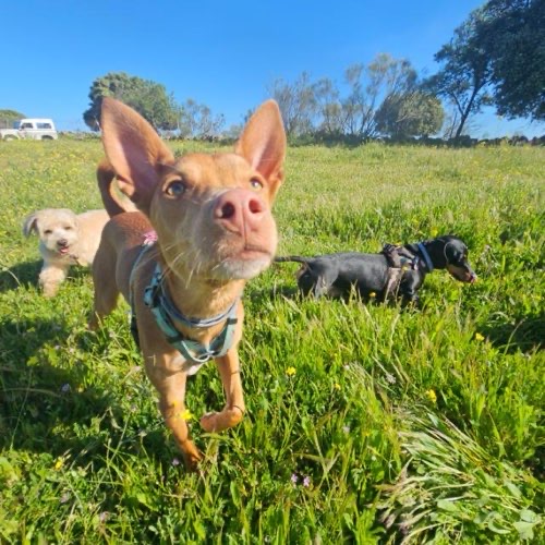 Foto de Guardería canina en Friendog