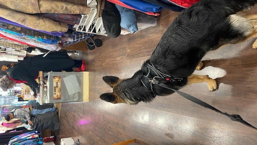 Foto de Tienda de perros en Friendog