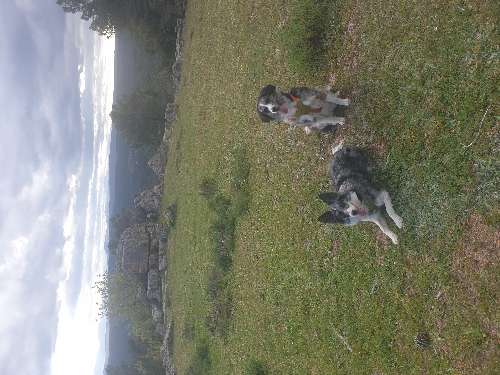 Foto de Rutas en Friendog