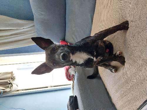 Foto de Guardería canina en Friendog