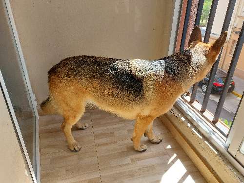 Foto de Peluquerías en Friendog