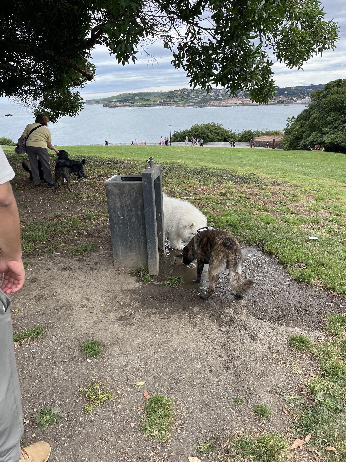 Foto de Fuente de agua en Friendog