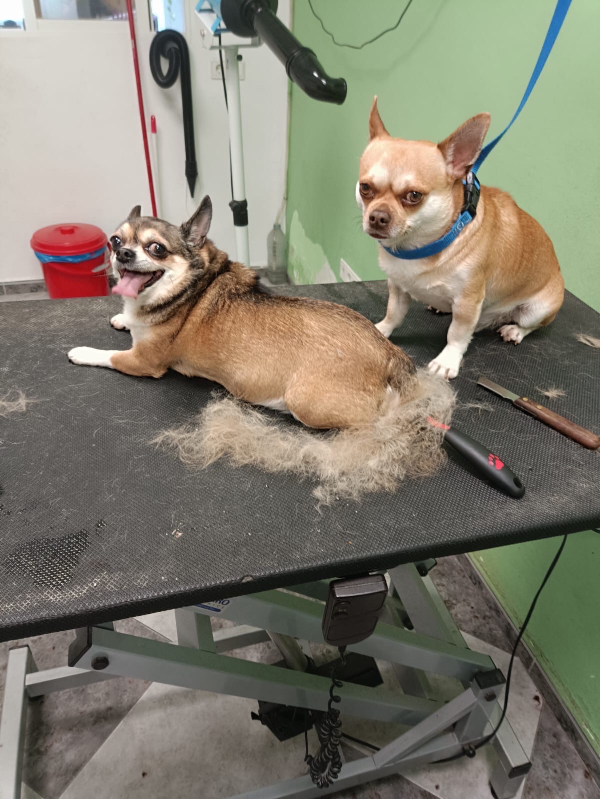 Foto de Peluquerías en Friendog